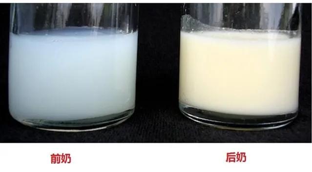 前奶和后奶的营养有什么区别,前奶后奶营养有什么区别