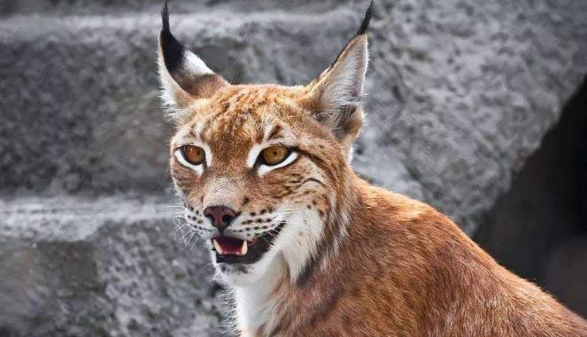 地球历史中最厉害的食肉动物,世界上有什么食肉动物