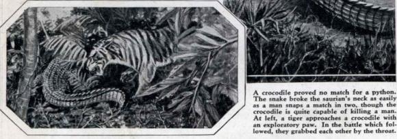 孟加拉虎捕猎网纹蟒,孟加拉虎和网纹蟒