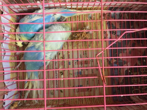 一男子买宠物拆散了一对,小伙买两只宠物猫