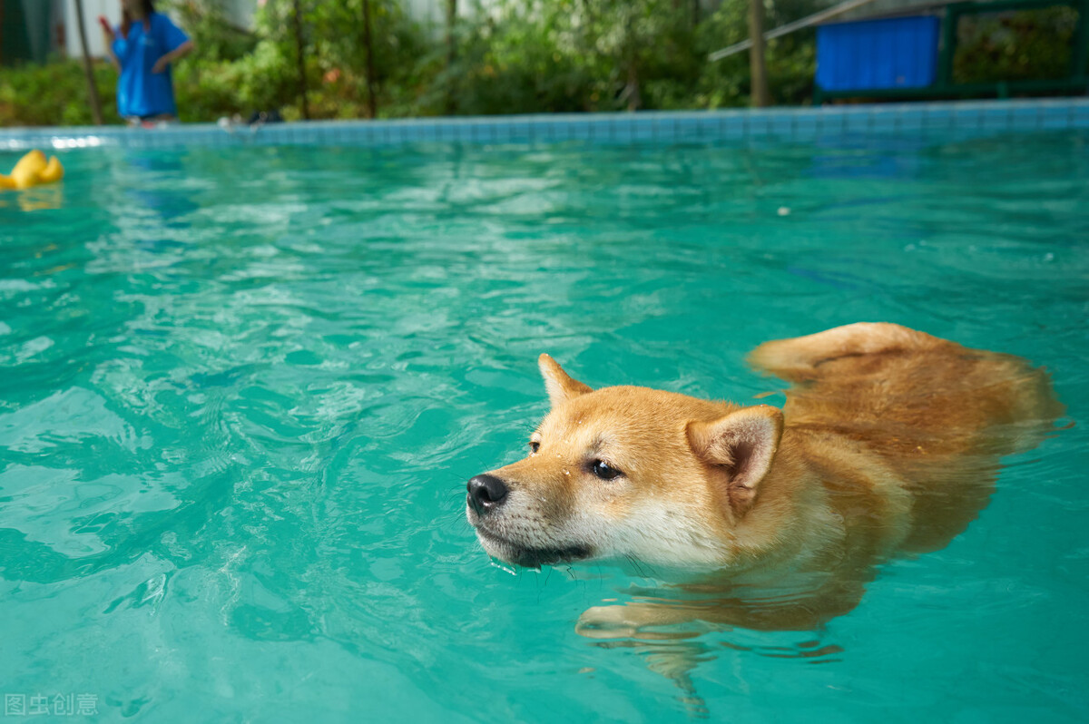 因表情包走红网络,网红柴犬表情包我只想拥有快乐