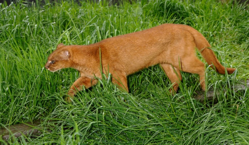 美洲豹和豹猫的相同之处,美洲豹和花豹的区别讨论