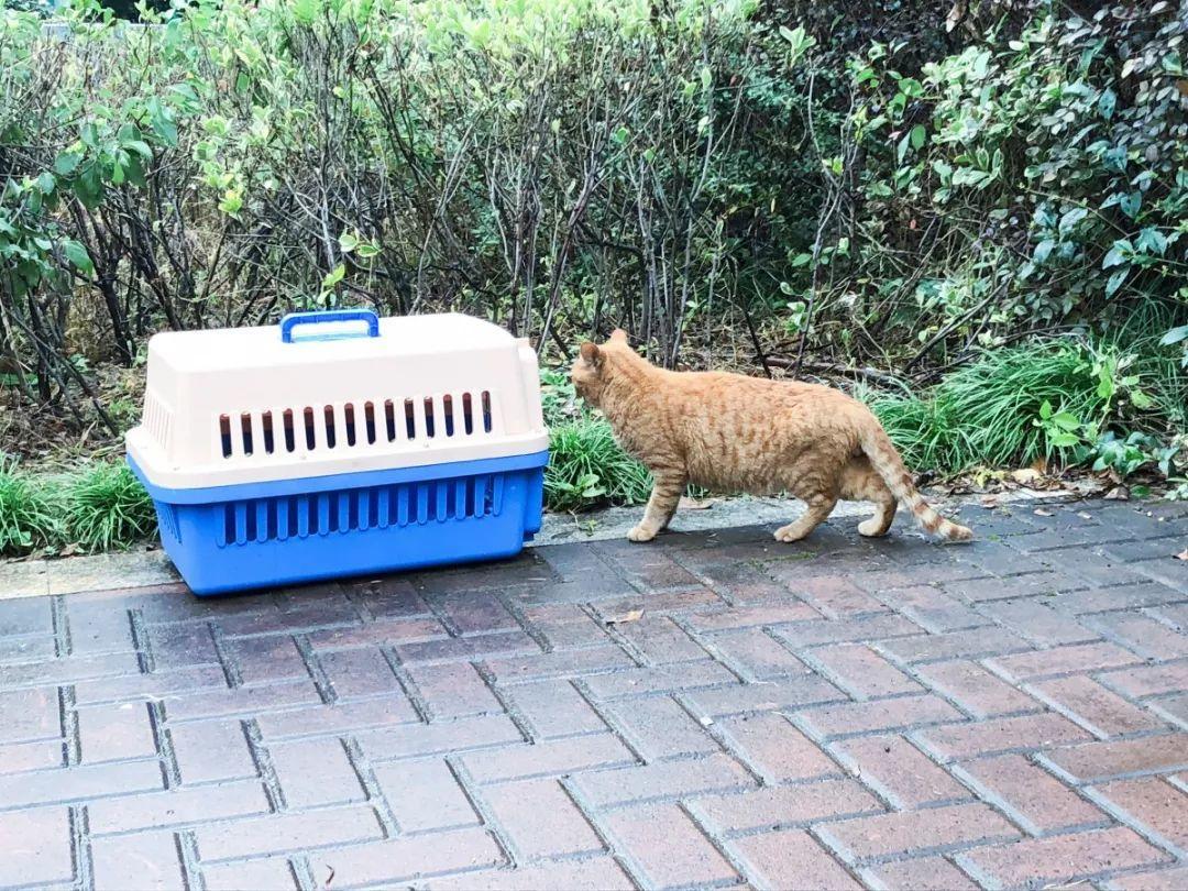 怎么抓小区流浪猫,这些方法来教你