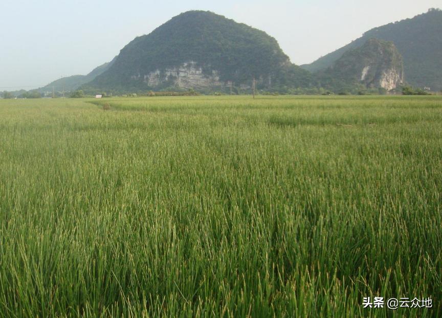 荸荠种植如何实现高产?掌握荸荠栽培管理要点,很实用的技术