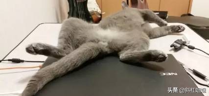 国外一只猫每天自己外出,国外一只猫经常露出奇怪表情