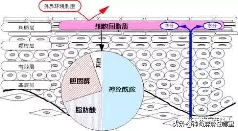 bbc珍珠面霜 (bbc沙棘面霜)