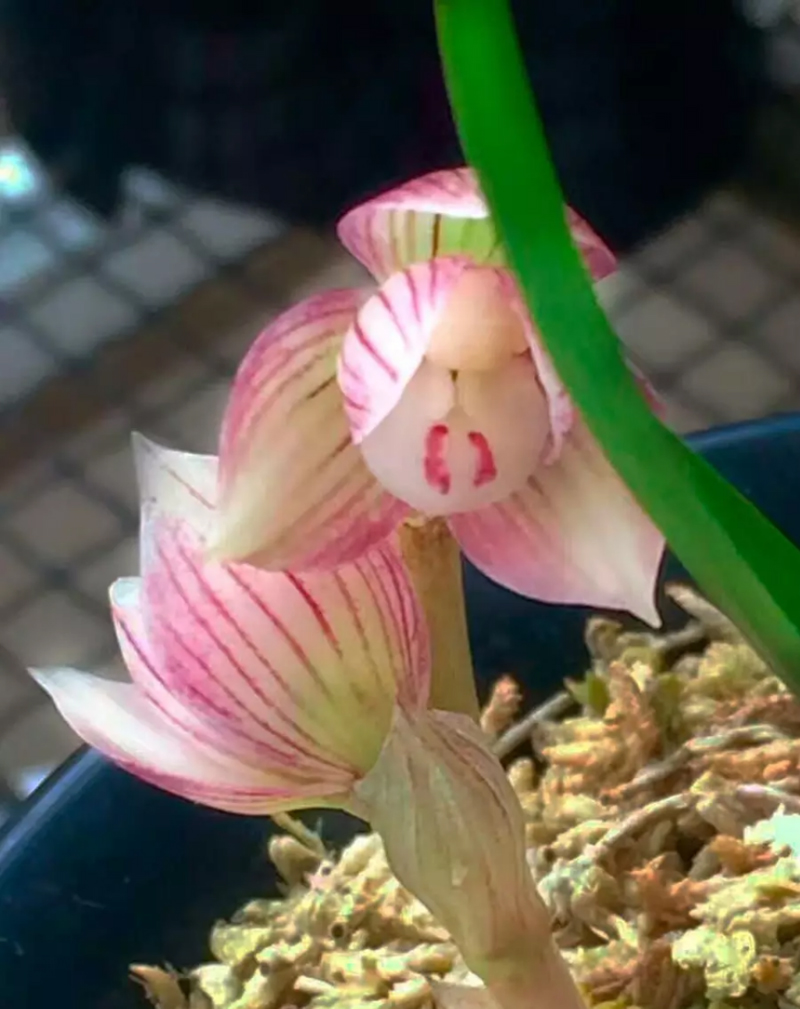 有花苞的兰花重新上盆怎么养,怎么让换盆后的兰花快速发新芽