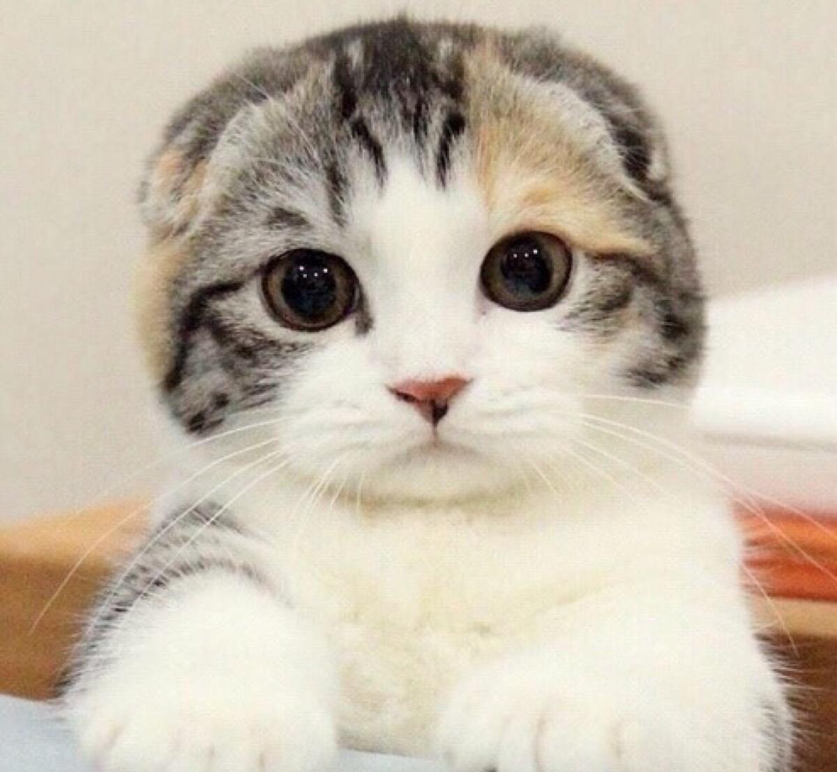 猫猫吃什么样的猫粮比较好,教你怎么给猫咪选适合的猫粮