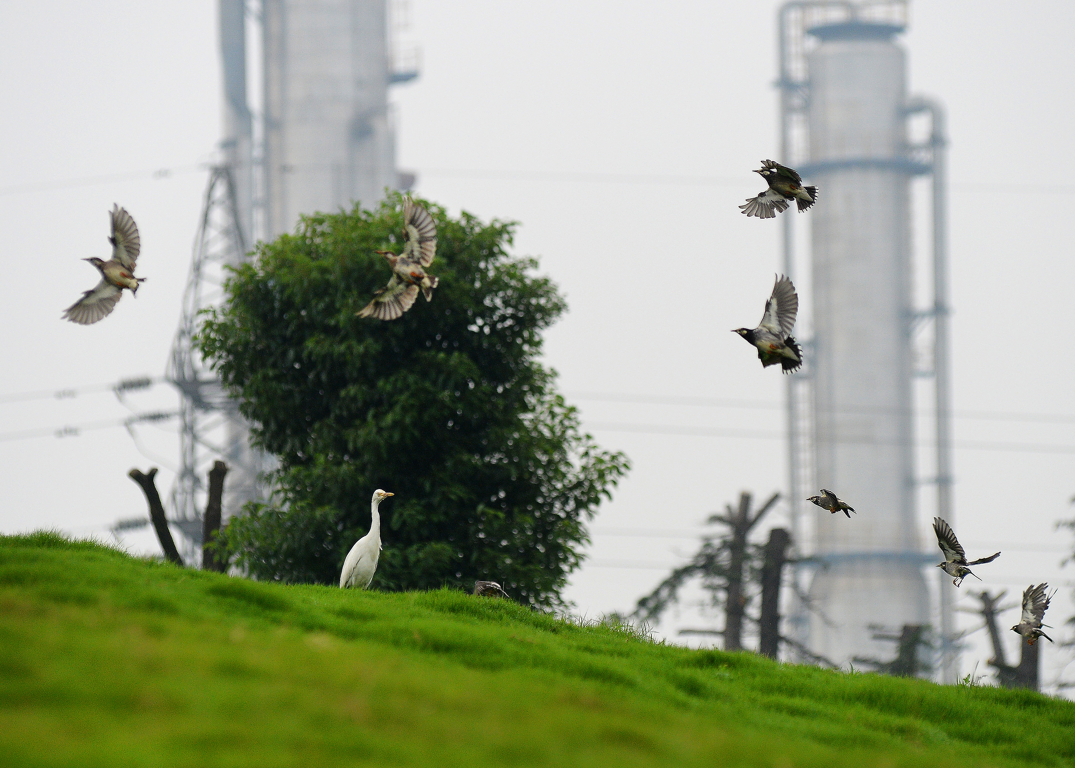 金陵石化哪个厂比较好,金陵石化烷基苯厂简介