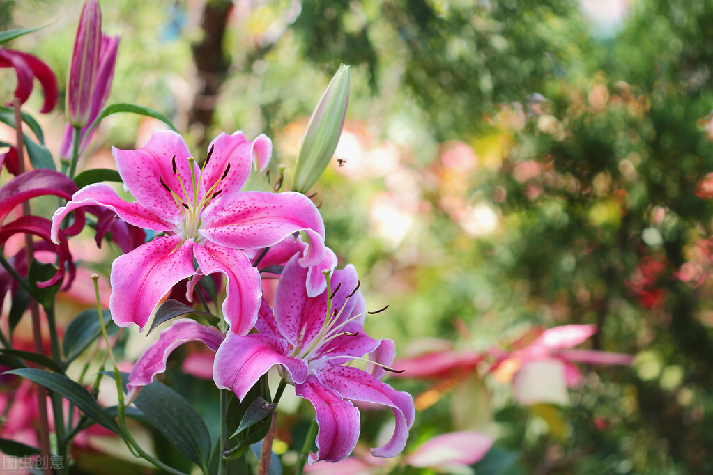 明知相思苦只因相思已入骨下一句,世人皆知相思苦只怕相思已入骨