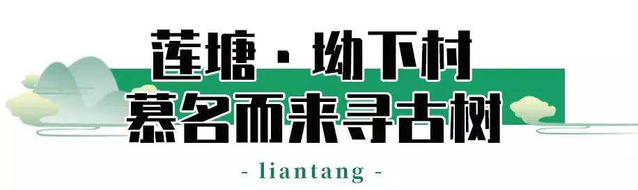 附近莲塘,附近的莲塘