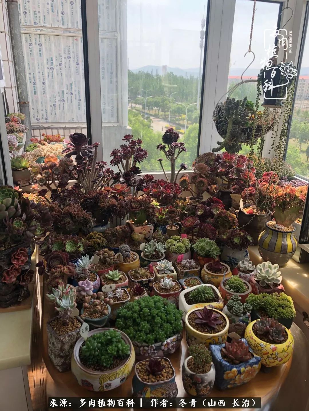 阳台养多肉徒长怎么办,阳台养多肉养殖方法和注意事项