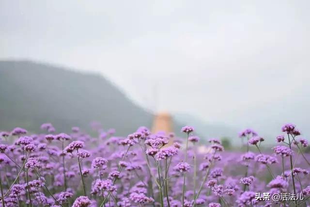 大暑+中伏，全年最湿热的日子，做好这9件事，排出体内多余的垃圾
