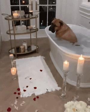 搞笑动图gif笑到肚子疼,搞笑动图gif图片