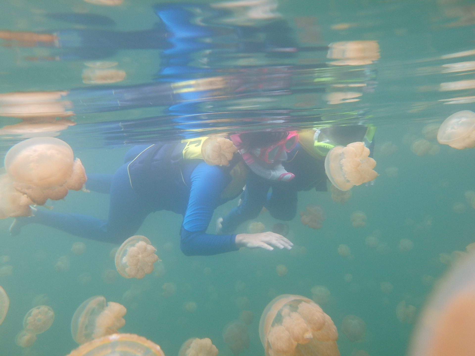 帕劳太平洋水族箱,潜水胜地帕劳水族箱