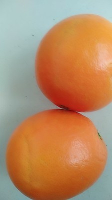 脐橙防治疮痂病以波尔多液为最好,脐橙上疮痂病如何防治