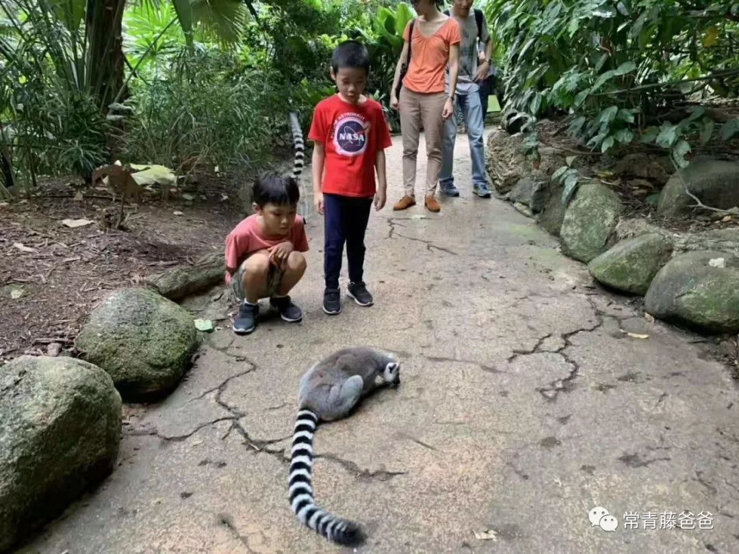 十一新加坡,新加坡5天4晚亲子游推荐哪家