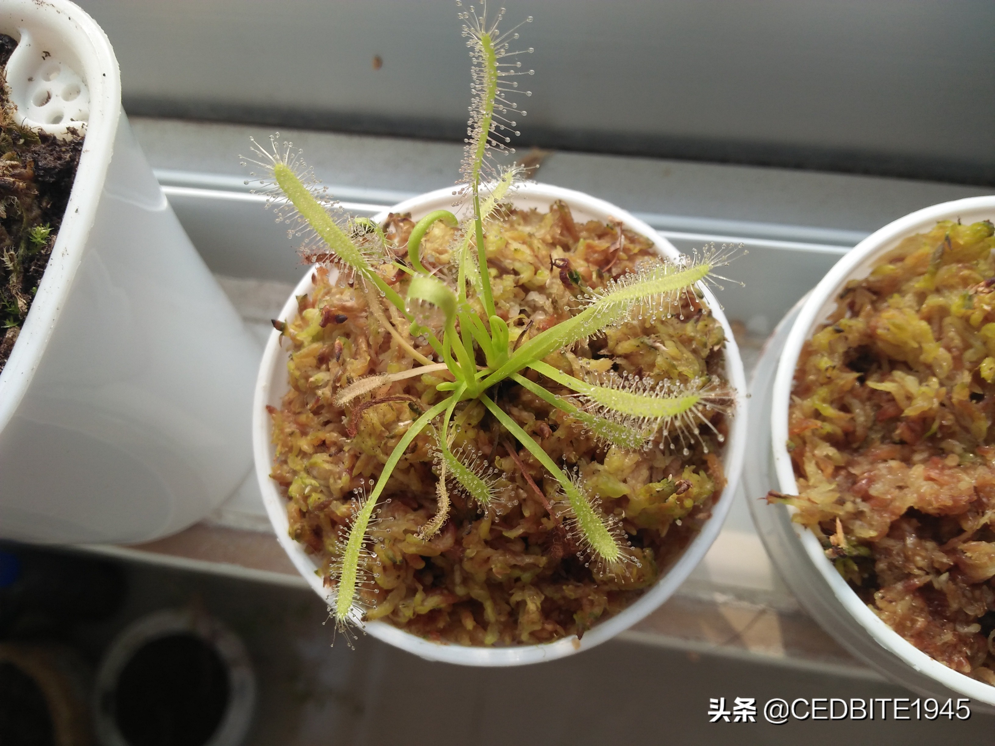 捕虫效率最高的食虫植物——茅膏菜种植攻略