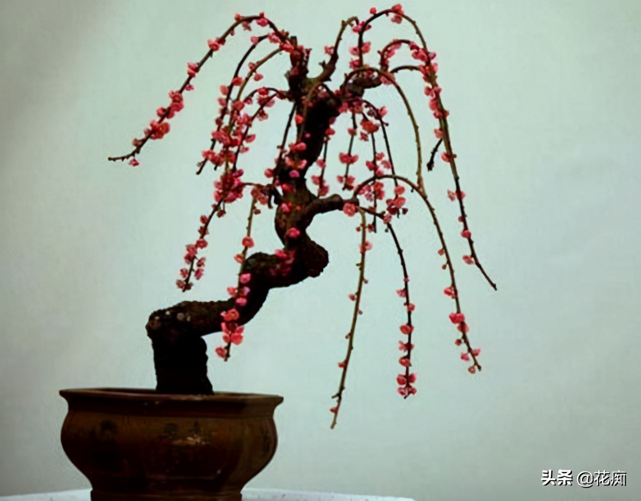 院中间种老桩梅花,什么样的梅花树适合种在院子里