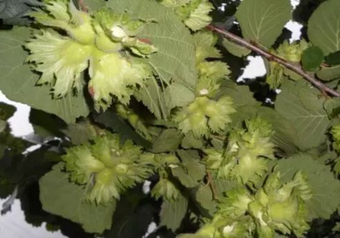 秋季约上三五好友一起去露营烧烤,来延边开始秋天的旅行