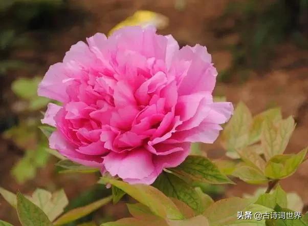 古诗中赞美牡丹的诗句有哪些,我见过雍容华丽的牡丹阅读答案