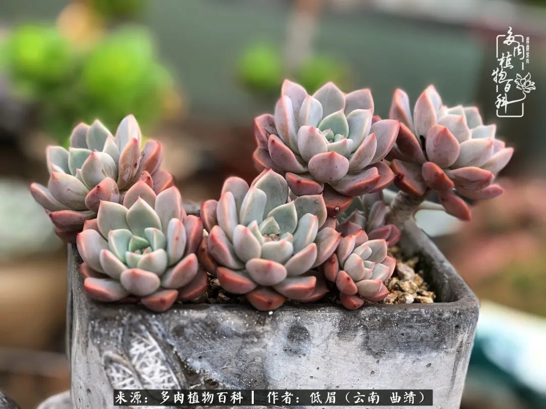 多肉怎么养度夏,多肉怎么养之度夏篇