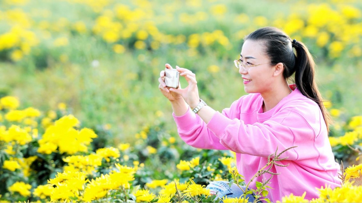 泗阳菊花展,菊花文化节通许分会场开幕