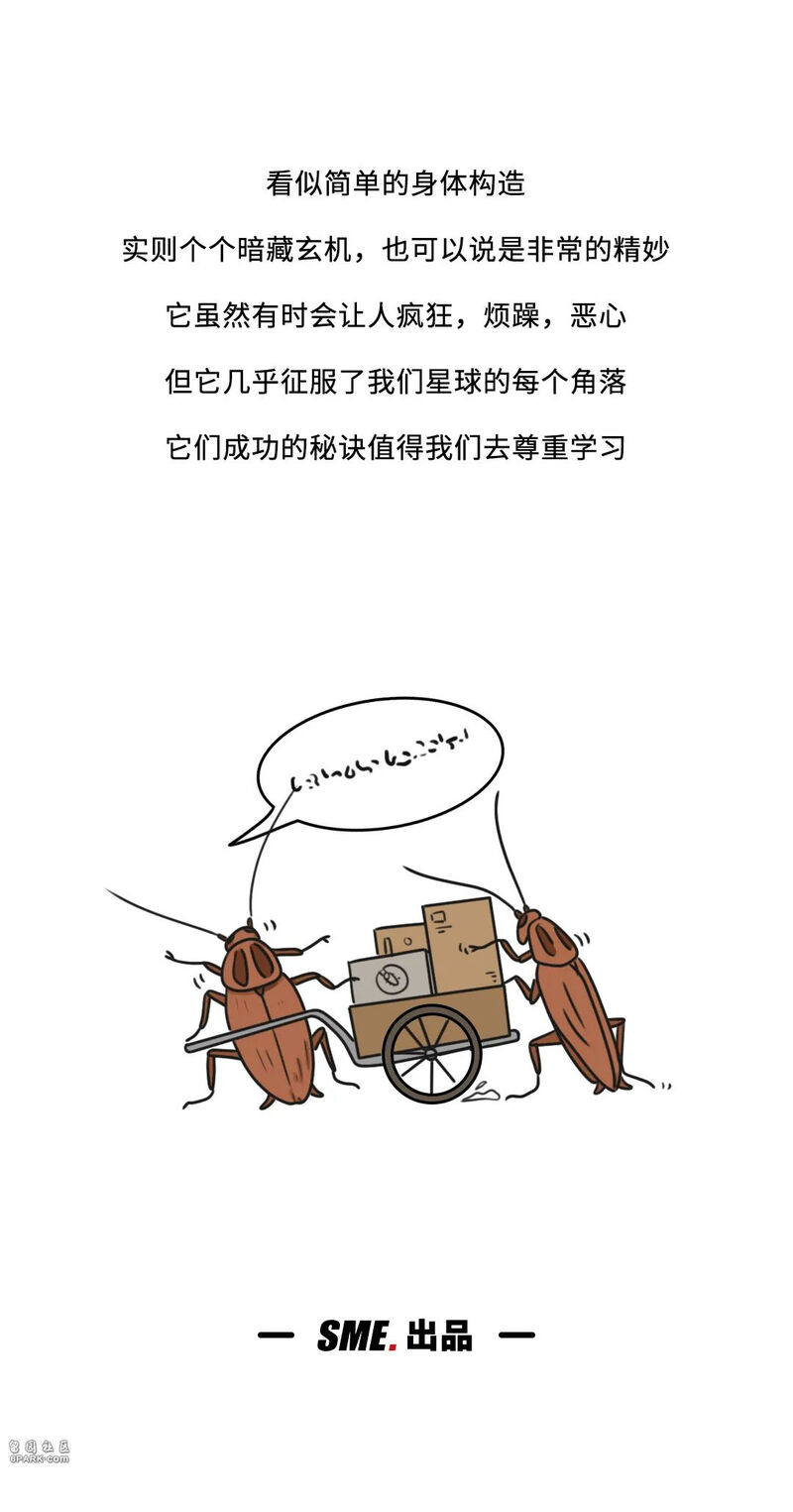 当你踩到蟑螂,蟑螂喷出来的透明液体是什么来的