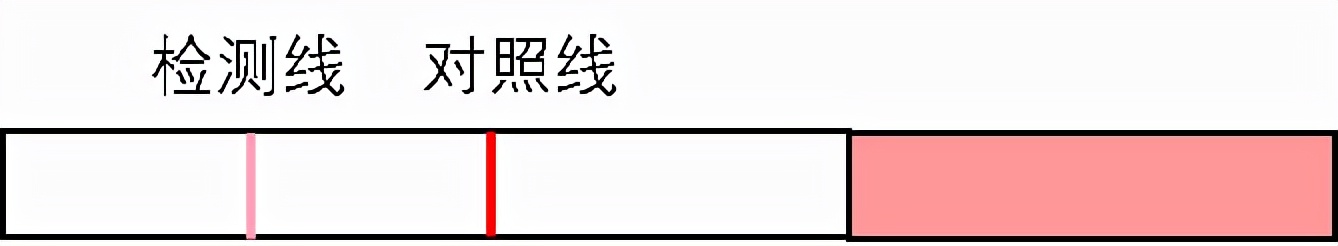 排卵试纸的正确用法,月经前用排卵试纸