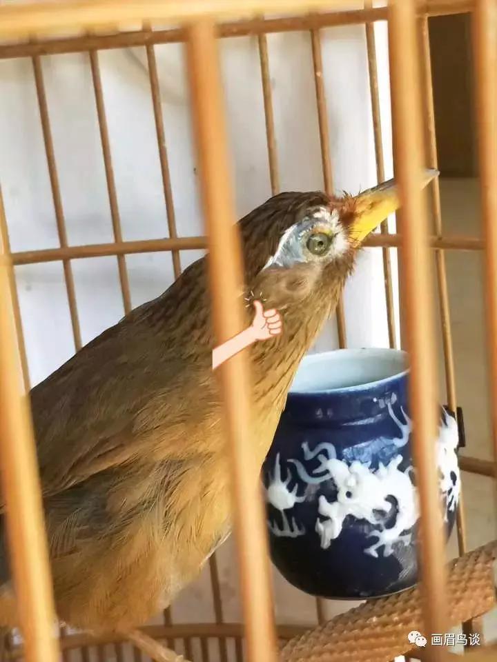 画眉鸟打鸟最好的品种,画眉鸟实战