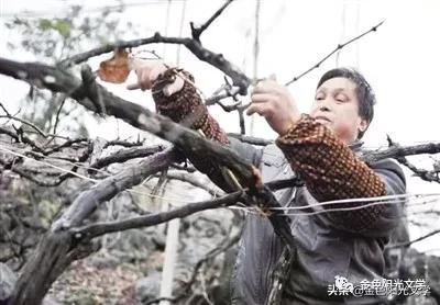 给葡萄剪芽剪晚了,给葡萄发照片