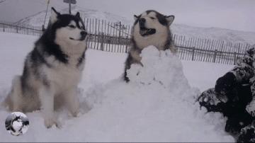 养阿拉斯加前必须了解的四个时期,成年的阿拉斯加犬可以养吗