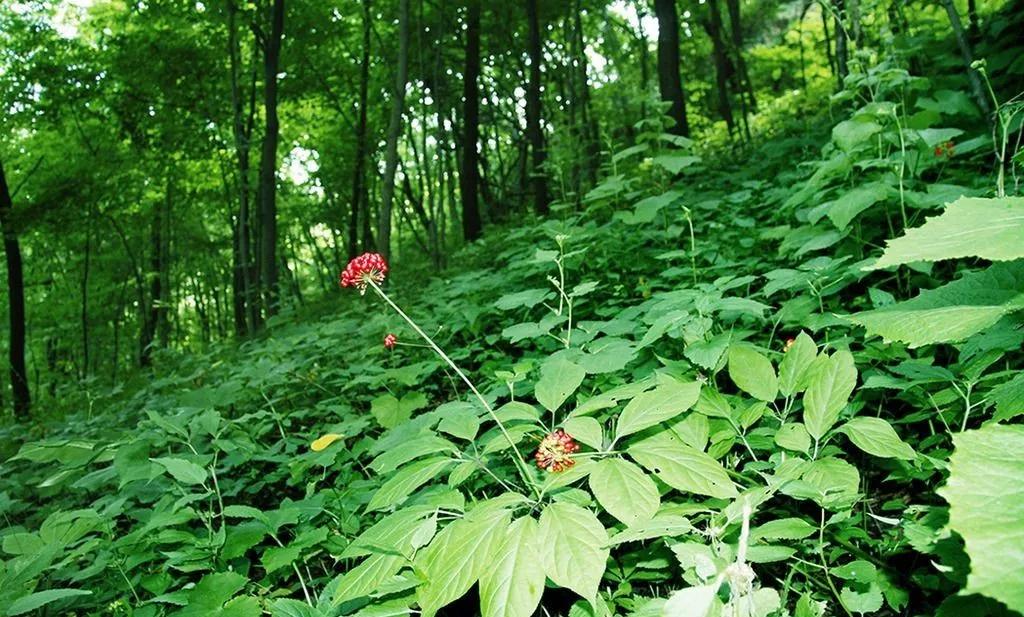 回村创业项目,2022适合农村10个创业项目