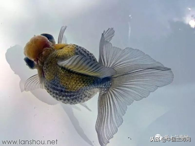十大最稀有的金鱼品种,比较大的金鱼品种有哪些