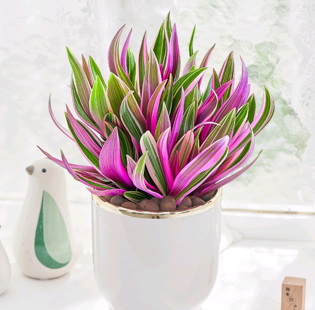 客厅散光适合养什么花,什么花适合常年放在散光阴凉处