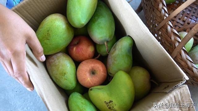 芒果催熟小窍门,4个妙招让青芒果快速催熟变甜