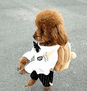 狗狗关节有问题是什么表现,狗狗关节疾病饮食上需要注意什么