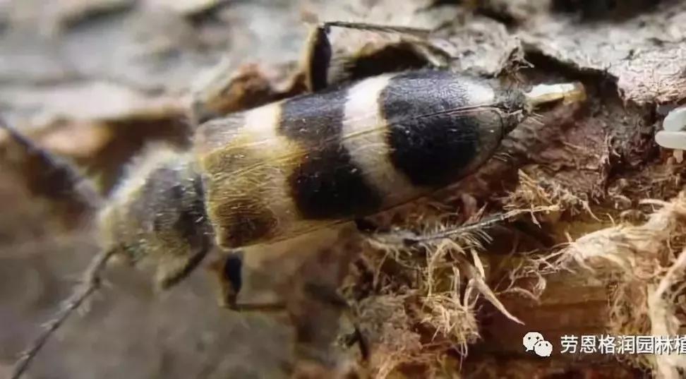 各类植物害虫的防治方法,园林蛀干害虫防治方法