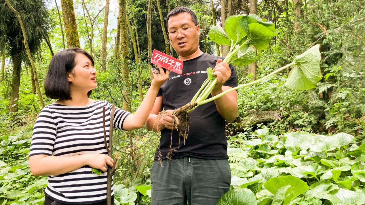 800亩山葵卖多少钱,山葵销售直播