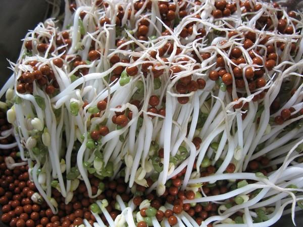 绿豆芽怎么发育,绿豆芽怎么发芽家庭版