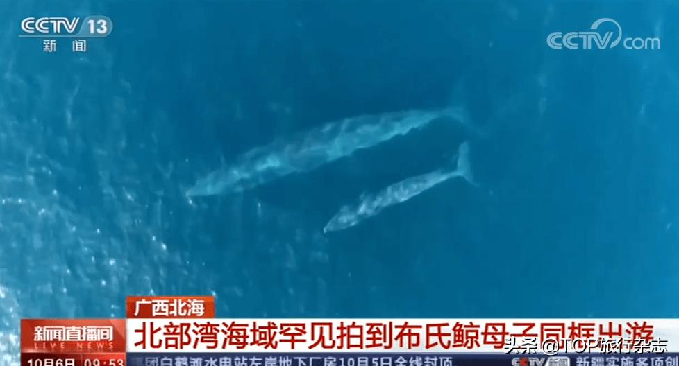 北海游玩观鲸,广西观鲸