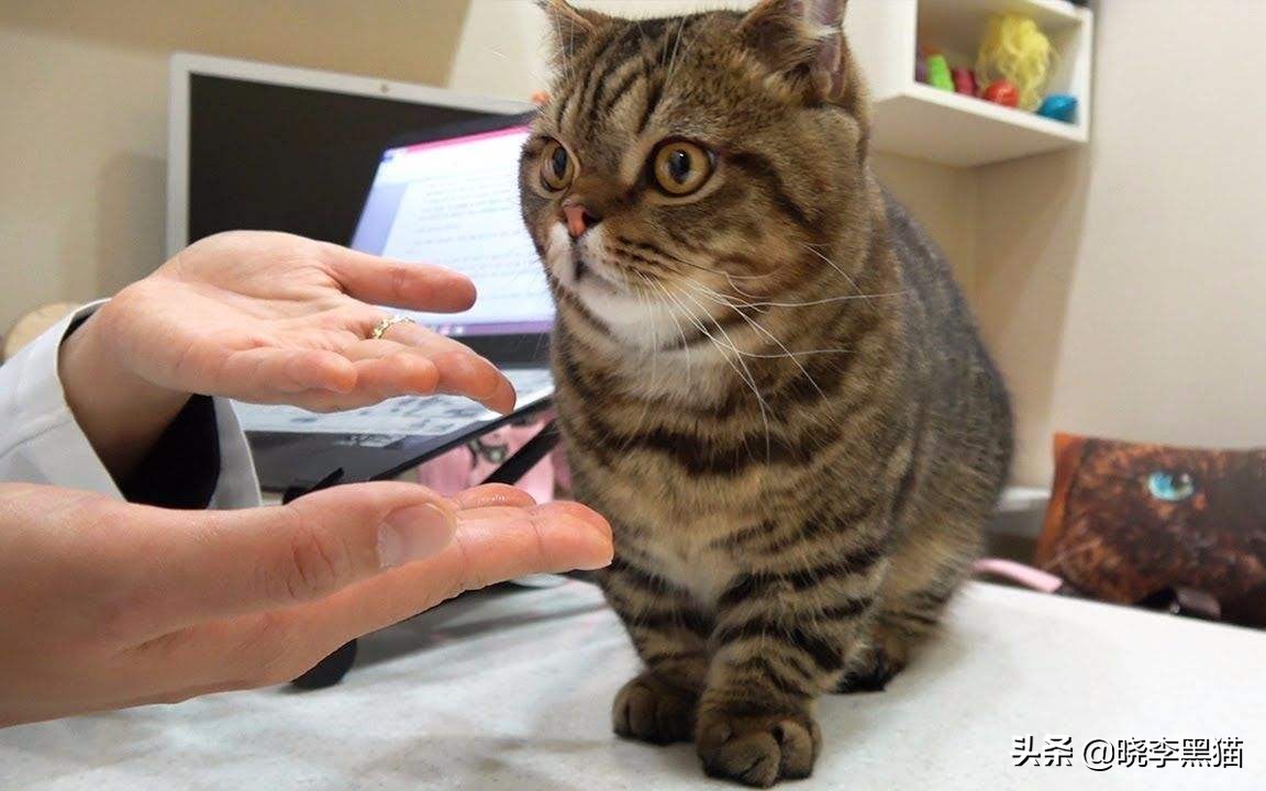 铲屎官们该怎样帮助猫咪过冬,过年猫咪留守攻略