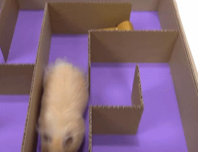 2亿*放播**量的“仓鼠走迷宫”，成了YouTube上的财富密码