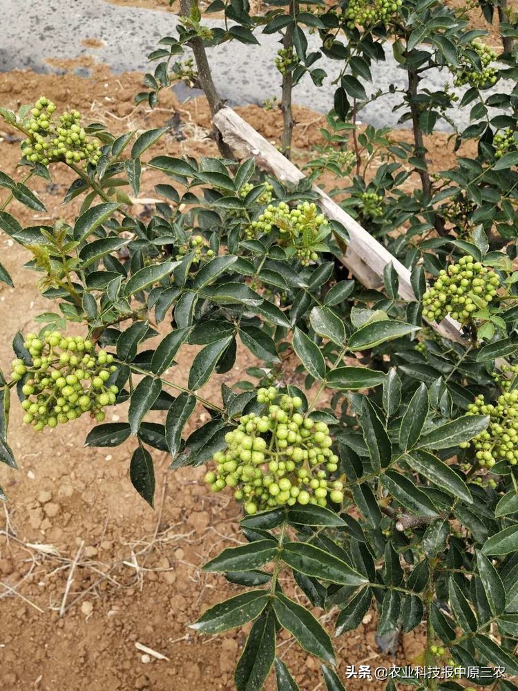 如何防治花椒树上的蚜虫,如何治花椒树上的蚜虫