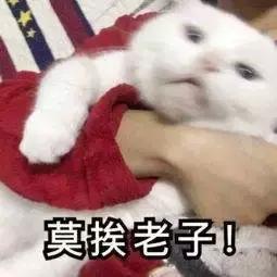 承认吧,全世界都爱说四川话