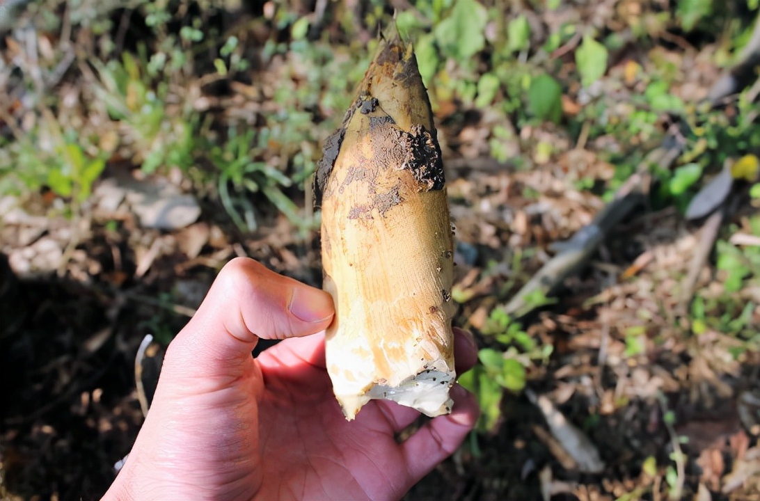 冬笋多钱一斤,冬笋从哪里长出来好吃