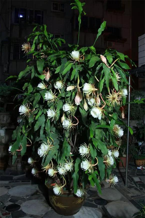 适合阳台养的四季开花有花香的花,花期长耐热耐寒又好养的花卉