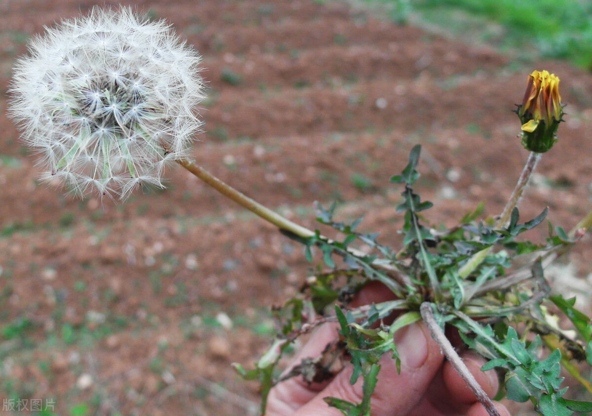 张爱玲情感语录全集,张爱玲最煽情的一句话男生版
