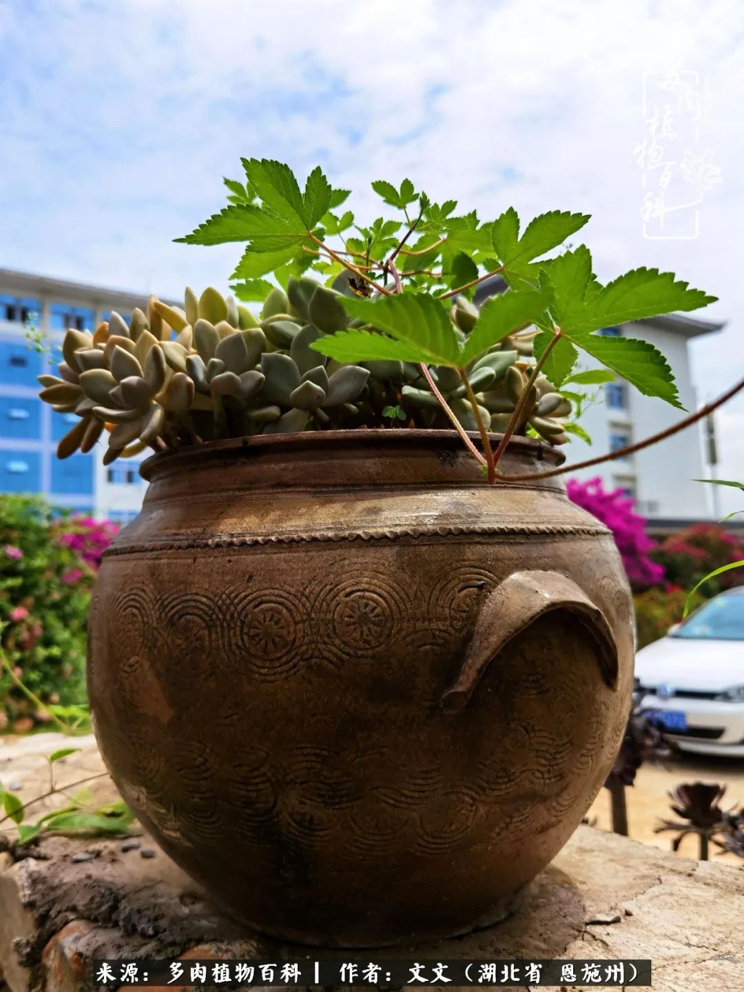 夏季多肉花园图片,初夏多肉花园