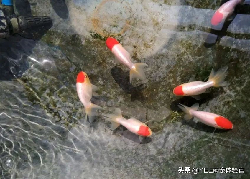 金鱼为什么越养越少,养金鱼的10大忠告